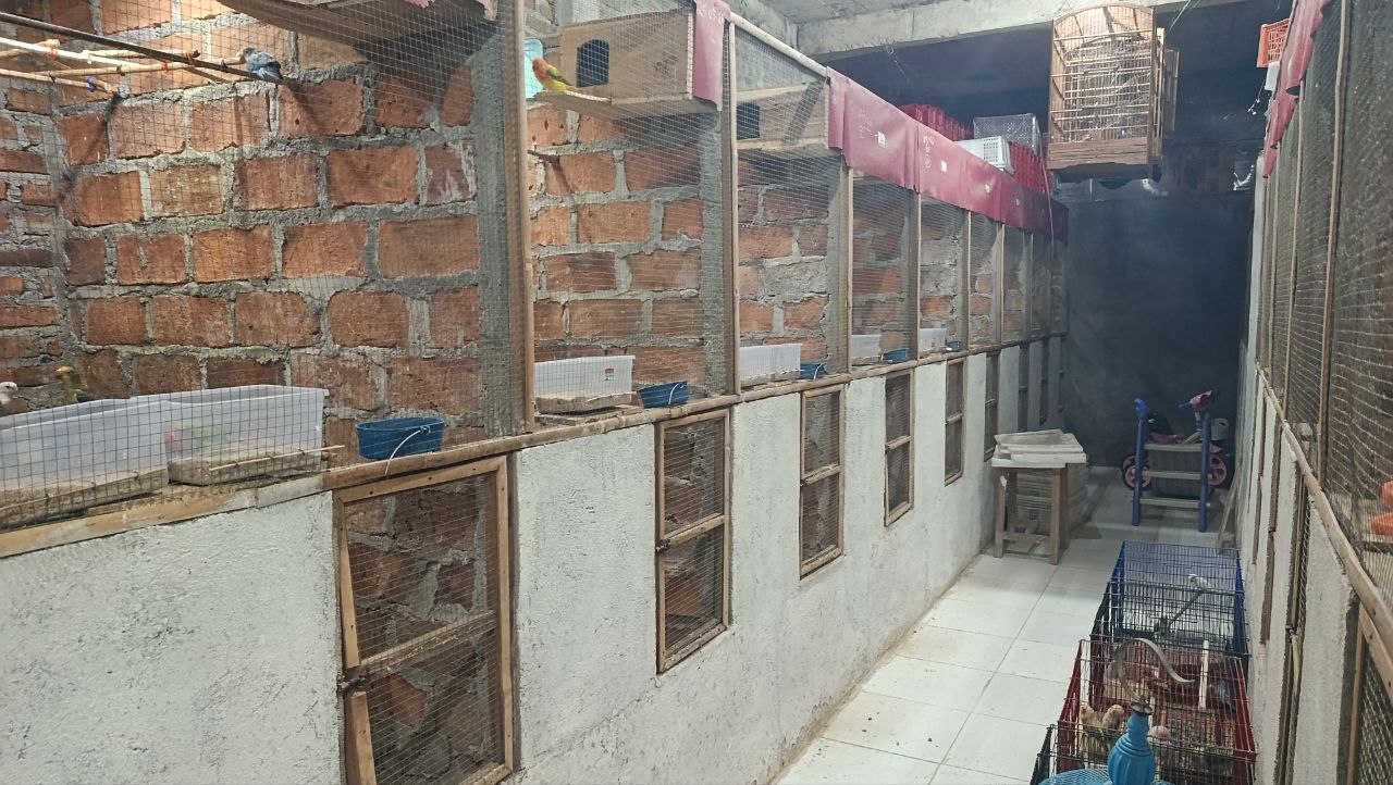 Panduan Sukses Beternak Burung Jalak Suren untuk Pemula