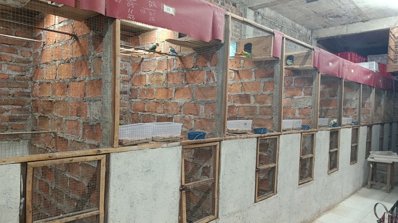 Panduan Lengkap Cara Ternak Burung Lovebird untuk Pemula